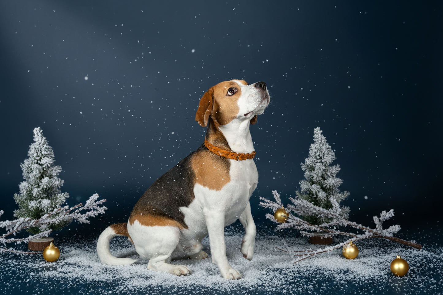 Fettlederhalsband geflochten Cognac